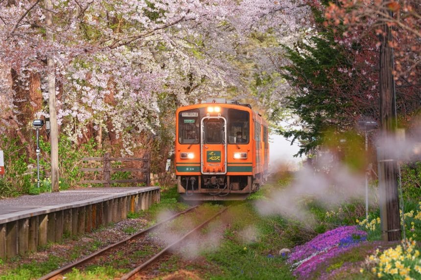 青森県五所川原市 芦野公園の桜のトンネルと津軽鉄道