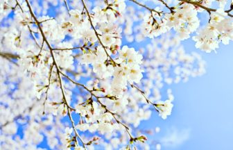 鹿児島県伊佐市 日本さくら名所100選に選ばれた忠元公園の満開の桜