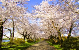 岩手県北上市 北上展勝地 桜のトンネルが続く並木道
