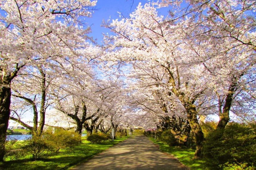 岩手県北上市 北上展勝地 桜のトンネルが続く並木道