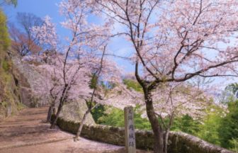 大分県竹田市 岡城跡の石垣と満開の桜の風景