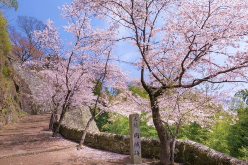 大分県竹田市 岡城跡の石垣と満開の桜の風景