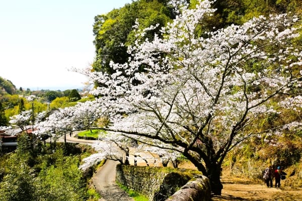 大分県竹田市 日本さくら名所100選に選ばれた岡城跡の満開の桜の景観