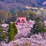 長野県伊那市 高遠城址公園に咲くタカトオコヒガンザクラの桜の風景