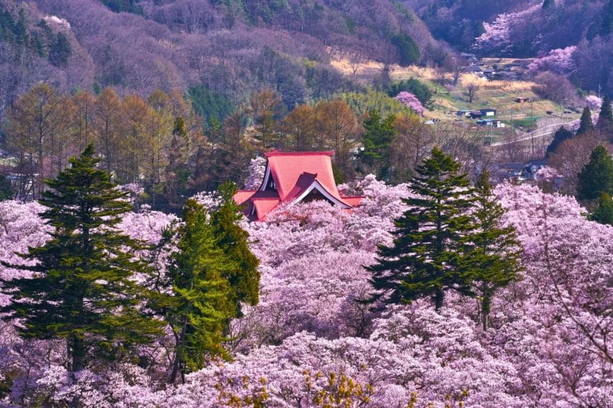 長野県伊那市 高遠城址公園に咲くタカトオコヒガンザクラの桜の風景
