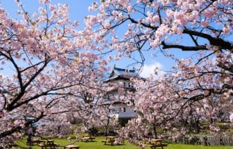 北海道松前町 桜に囲まれた松前城天守の風景