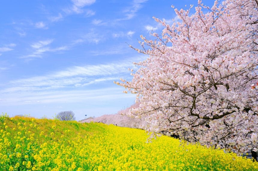 埼玉県熊谷市 熊谷桜堤の桜並木と菜の花が咲く荒川土手の春の風景