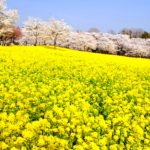 群馬県前橋市 満開の赤城南面千本桜と菜の花