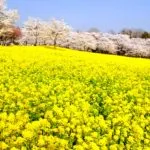 群馬県前橋市 満開の赤城南面千本桜と菜の花