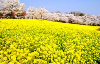 群馬県前橋市 満開の赤城南面千本桜と菜の花