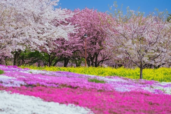 群馬県前橋市 赤城南面千本桜と菜の花、芝桜の絶景