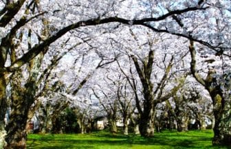 新潟県五泉市 日本さくら名所100選に選ばれた村松公園に咲く満開の桜の風景