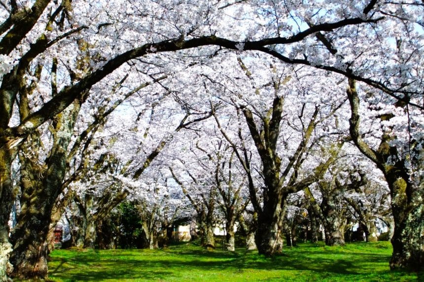 新潟県五泉市 日本さくら名所100選に選ばれた村松公園に咲く満開の桜の風景