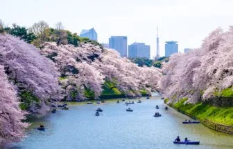 東京都千代田区 満開の千鳥ヶ淵の桜とボートを楽しむ人々