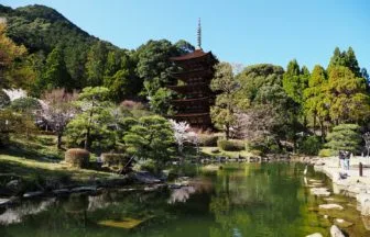 山口県山口市 日本三大名塔の一つ国宝・瑠璃光寺五重塔と春の桜