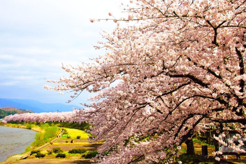 秋田県仙北市角館 桧木内川堤に続く満開の桜並木の風景