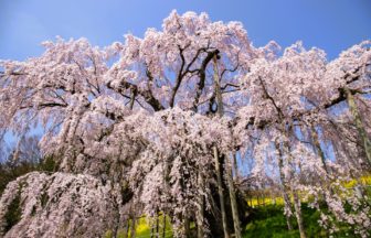 福島県三春町 日本三大桜のひとつに数えられる満開の三春滝桜