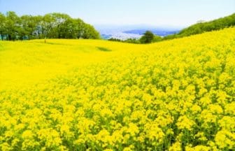福島県喜多方市 会津盆地を一望する三ノ倉高原に咲く約350万本の菜の花
