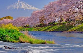 静岡県富士市 残雪の富士山と潤井川沿いに咲き誇る龍巌淵の桜並木の絶景