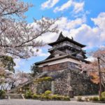 福井県坂井市 春の霞ヶ城公園で満開の桜に包まれる丸岡城天守