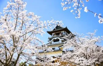 愛知県犬山市 国宝に指定された現存12天守の一つである犬山城の現存天守と咲き誇る美しい桜