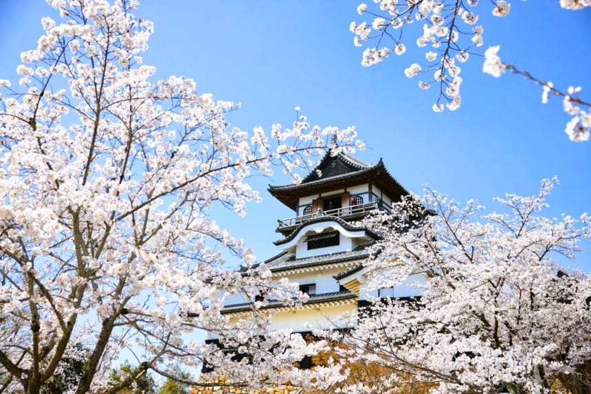 愛知県犬山市 国宝に指定された現存12天守の一つである犬山城の現存天守と咲き誇る美しい桜