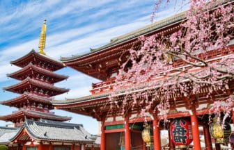 東京都台東区 浅草寺の境内に咲き誇る春の桜