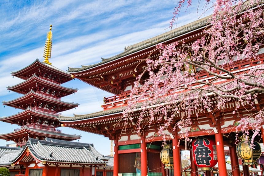 東京都台東区 浅草寺の境内に咲き誇る春の桜