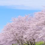 三重県伊勢市 日本さくら名所100選に選ばれた宮川堤の桜並木