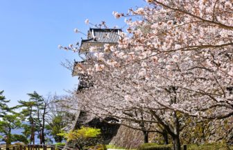 長崎県大村市 日本さくら名所100選に選出された大村公園の満開の桜と玖島城跡