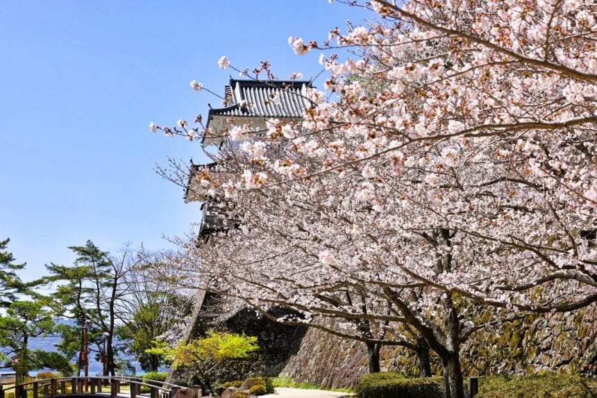 長崎県大村市 日本さくら名所100選に選出された大村公園の満開の桜と玖島城跡