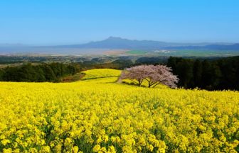 長崎県諫早市 有明海や雲仙普賢岳を背景に咲き誇る白木峰高原の菜の花と桜