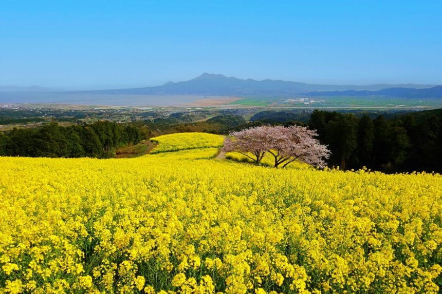 長崎県諫早市 有明海や雲仙普賢岳を背景に咲き誇る白木峰高原の菜の花と桜
