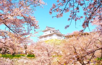 岡山県津山市 鶴山公園で満開の桜に包まれる津山城の風景
