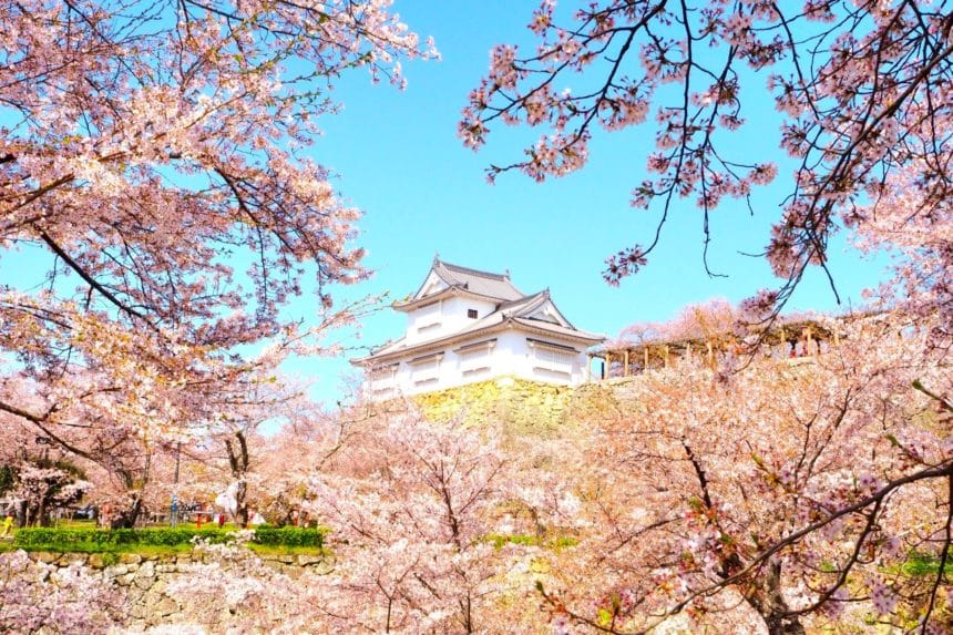 岡山県津山市 鶴山公園で満開の桜に包まれる津山城の風景