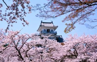 滋賀県長浜市 豊臣秀吉ゆかりの長浜城と満開の桜が美しい春の風景