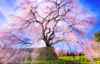 奈良県宇陀市 菜の花や桃の花と見事なコントラストを描く樹齢約300年のしだれ桜である又兵衛桜