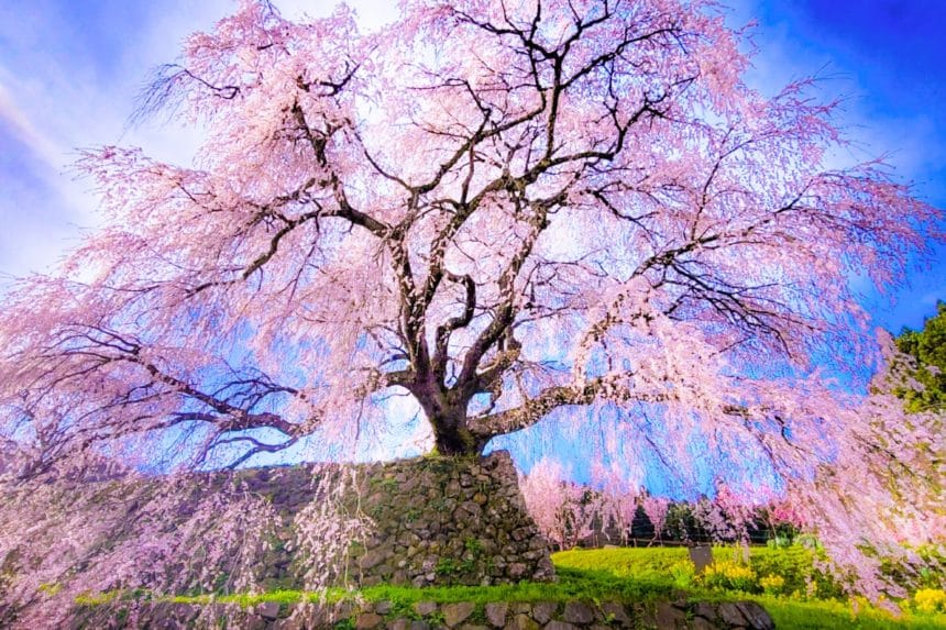 奈良県宇陀市 菜の花や桃の花と見事なコントラストを描く樹齢約300年のしだれ桜である又兵衛桜