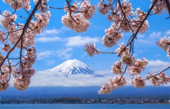 山梨県富士河口湖町 残雪の富士山と水をたたえる河口湖を背景に咲き誇る満開の桜