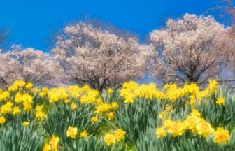 長野県上田市 水仙と桜が彩る信州国際音楽村の春の風景