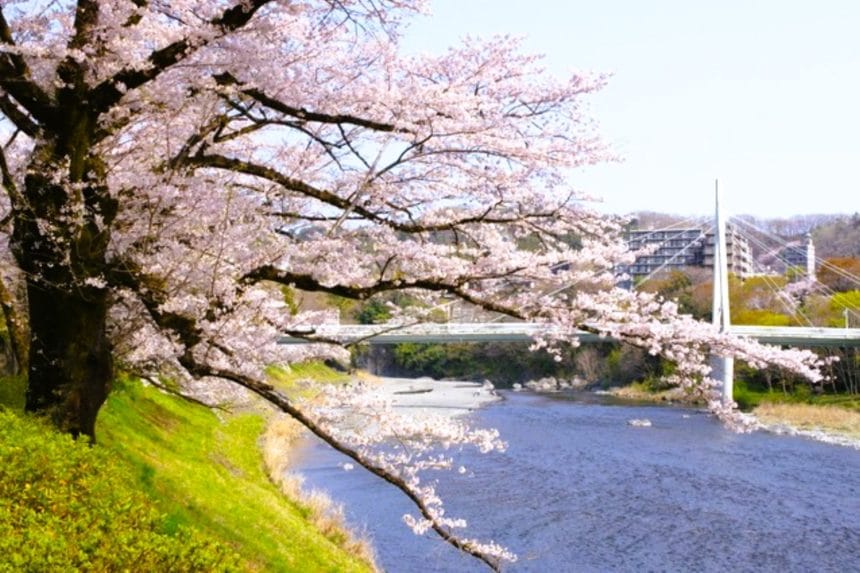 東京都青梅市 桜が咲く釜の淵公園と多摩川の渓谷風景