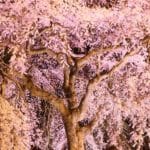 福島県白河市 幻想的にライトアップされた南湖神社の楽翁桜