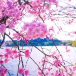 福島県白河市 南湖公園の湖畔を彩る満開の桜