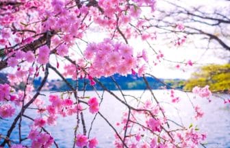 福島県白河市 南湖公園の湖畔を彩る満開の桜