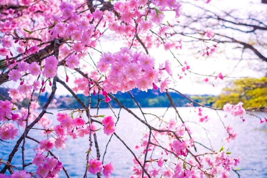 福島県白河市 南湖公園の湖畔を彩る満開の桜
