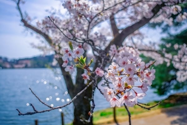 福島県白河市 南湖公園を彩る満開の桜