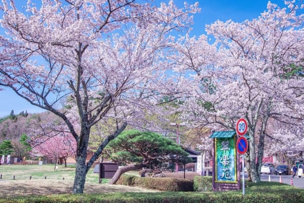 福島県白河市 見頃を迎えた南湖公園の翠楽苑の桜