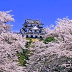 滋賀県彦根市 彦根城の桜と国宝の現存天守を望む春の風景