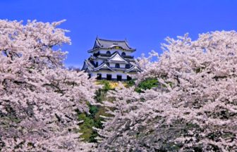 滋賀県彦根市 彦根城の桜と国宝の現存天守を望む春の風景